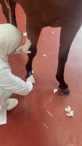  الخبيرة في العلاج البديل، روضة الحموي