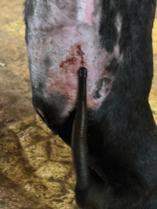 استخدام ديدان العلق وسيلة أثبتت فعاليتها في علاج الالتهابات والتورمات التي تصيب قوائم الخيول.