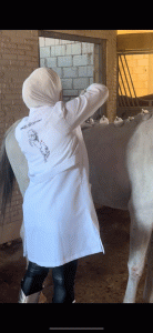 الحجامة من أبرز وسائل العلاج الطبيعي التي يعتمد عليها مربو الخيول