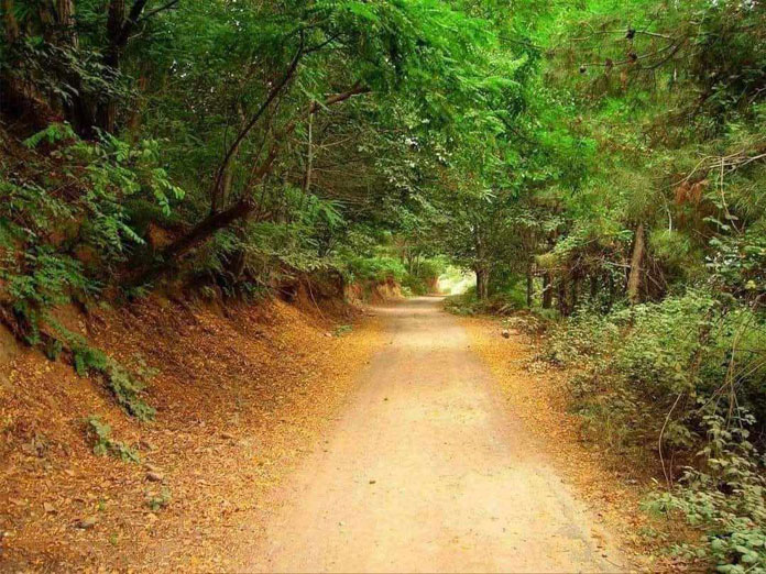 غابة النبي متى